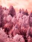 USA-Utah Aspen grove in infrared of the Logan Pass area Art Print